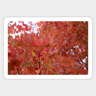 Autumn fall red leaves trees thanksgiving Sticker